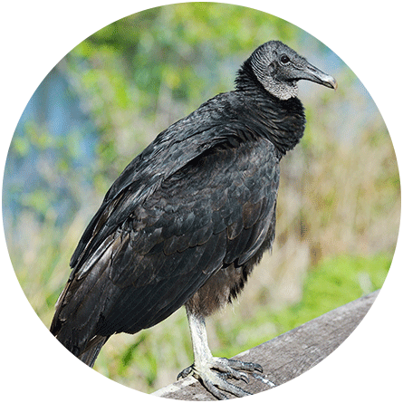 Breathing_Biodiversity-vulture-0